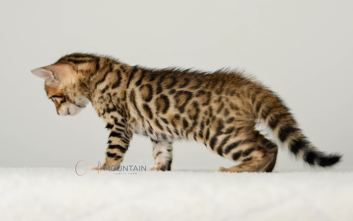 Bengal kitten for sale